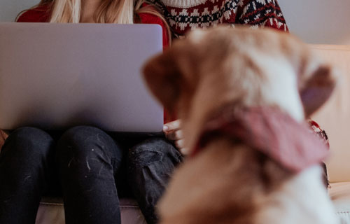 miramigo-hundeakademie-beratung-start