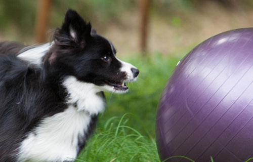 miramigo-hundeakademie-beschäftigung-start