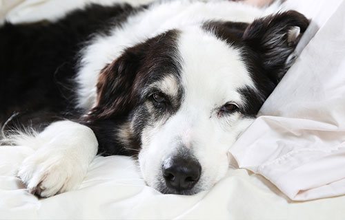 miramigo-hundeakademie-diabeteswarnhund-start