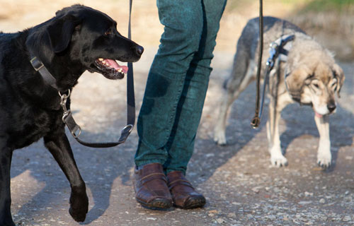 miramigo-hundeakademie-erziehung-start
