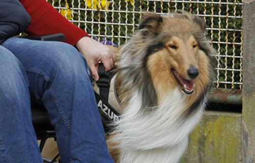miramigo-hundeakademie-lpf-assistenzhund-start