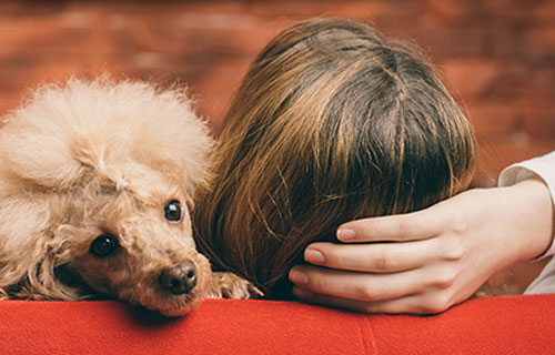 miramigo-hundeakademie-signalhund-start