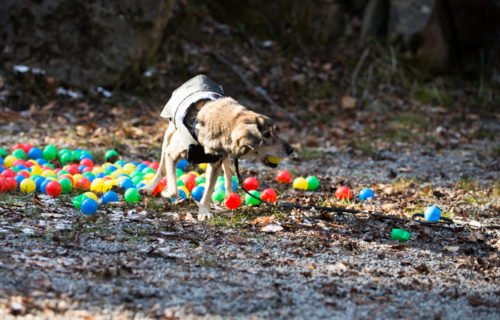 Hund (103)