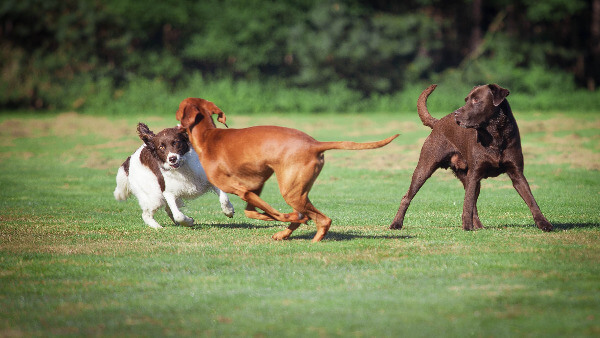 Drei junge Hunde spielen auf einer Wiese.