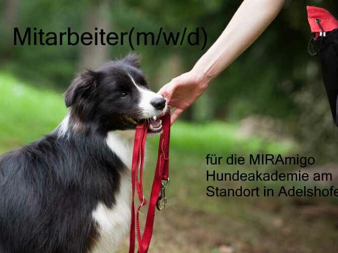 Stellenausschreibung_Hundebetreuung